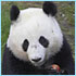 Panda Gigante, zoo de San Diego